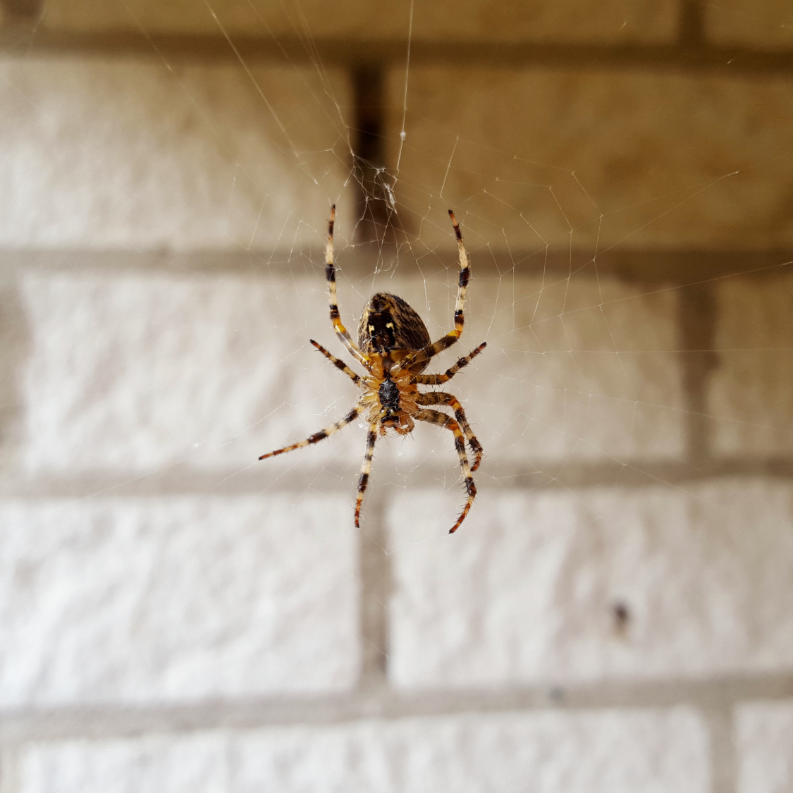Spider